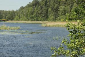 a view of a river with trees in the background at POKÓJ MERY in Augustów