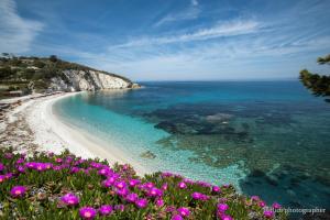 a beach with purple flowers and the ocean at Hotel Acquamarina in Portoferraio