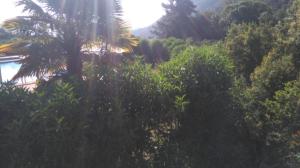 un groupe d'arbres et de buissons avec un palmier dans l'établissement Refugios Olmue Santa Teresa, à El Maqui