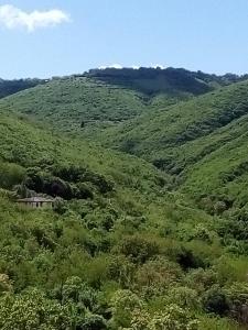 ein grüner Hügel mit Bäumen und ein Haus darauf in der Unterkunft Best Host in Sighnaghi