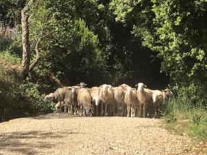 un troupeau de moutons debout sur un chemin de terre dans l'établissement Agriturismo Le Carolee, à Pianopoli