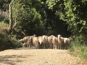 a herd of sheep standing on a dirt road at Agriturismo Le Carolee in Pianopoli