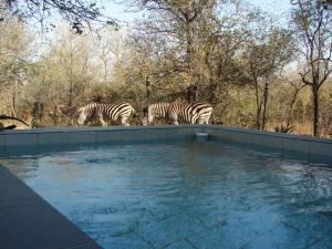 Afbeelding uit fotogalerij van 677Hornbill in Marloth Park