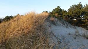 a sand hill with grass and trees on it at Haus Kahlke in Sankt Peter-Ording +5 photos