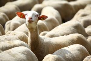 Foto dalla galleria di Nussbaumer am Irrsee a Tiefgraben