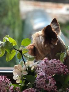 a small dog looking out the window at flowers at Za Stodołą in Wydminy