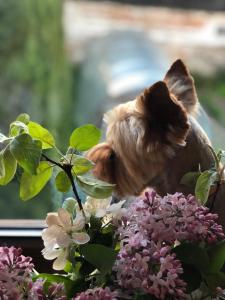 a small dog looking out the window at flowers at Za Stodołą in Wydminy +67 photos