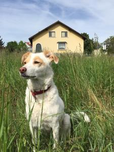 a dog sitting in the grass in front of a house at Zeitreise-Ferienhaus in Baden