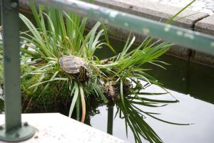 Fotografia z galérie ubytovania Al Giardino v destinácii Fanna