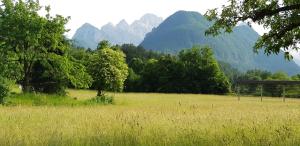 a field of grass with trees and mountains in the background at The OldMillhouse in Mojstrana
