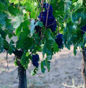 Foto dalla galleria di The Grapevine by MANVI a Montepulciano