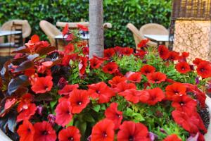 a bunch of red flowers in a pot at Armata Boutique Hotel in Spetses