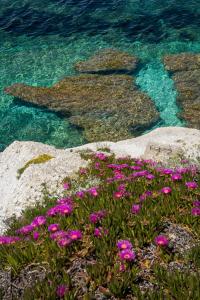 a group of pink flowers next to the water at Hotel Acquamarina in Portoferraio
