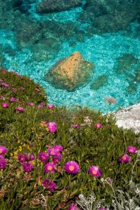 a rock and flowers in front of a body of water at Hotel Acquamarina in Portoferraio