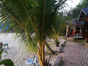 a palm tree and a white chair on a beach at Rainbow Tioman Cottage in Kampong Juara