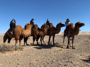 un grupo de personas montando en camellos en el desierto en City guesthouse & tours en Ulán Bator