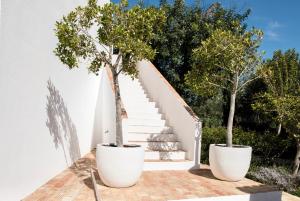 two trees in large white pots on a staircase at Quinta da Lua in Tavira
