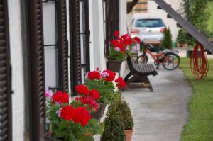 Zahrada ubytování Pension Lex