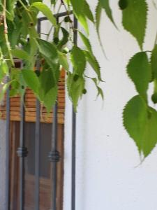 een plant met groene bladeren naast een gebouw bij Cortijo Balzain in La Zubia