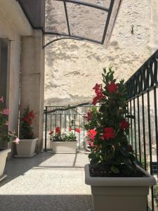 a group of pots of flowers on a balcony at Residence Ducale in Rodi Garganico