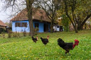 un grupo de pollos caminando en el césped frente a una casa en Count Kálnoky's Transylvanian Guesthouses, en Micloşoara