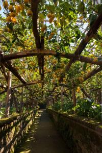 Ảnh trong thư viện ảnh của I Giardini di Cataldo Sorrento ở Sorrento