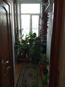 a hallway with a bunch of plants and a window at Gostevoy Dom na Suhkharevke in Moscow