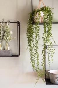 a plant hanging on a wall next to a mirror at Green Suite Golfe de Saint Tropez in Gassin