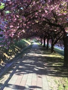 ザラカロシュにあるGitta Apartmanházの歩道のピンクの花並木