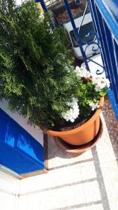 a couple of potted plants sitting on a balcony at VILLA MARIA in Vilches