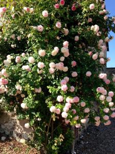 Une bande de roses roses poussant sur un mur dans l'établissement Résidences Le Clos du Manoir - Self Cooking, à Gauciel