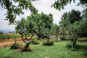 Rancho el Parral外面的花园