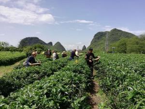 入住Peach Blossom Resort Hotel的旅客