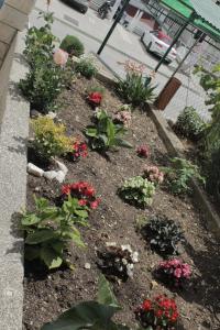 un jardin avec des fleurs et des plantes dans l'établissement Apartments Renata, à Trogir