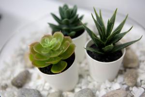 four plants in white pots sitting on a table at Apartamento Centro San Diego in Sanlúcar de Barrameda