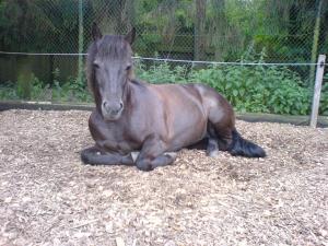 un caballo marrón tirado en el suelo en Ferienhof Steinbruch, en Wietzendorf