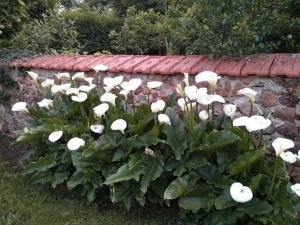 No 5 في Moutiers-sous-Argenton: مجموعة من الزهور البيضاء التي تنمو بجوار جدار حجري