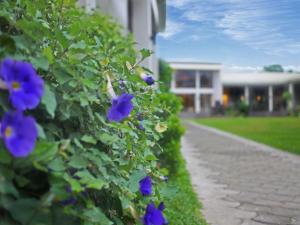 Zahrada ubytování Ariana Hotel