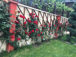 Ein Haufen Rosen, die an einer Wand wachsen in der Unterkunft Pensiunea JOJO in Băile Herculane