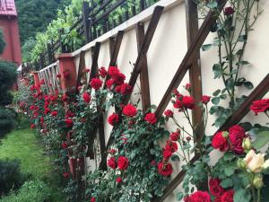 Ein Haufen roter Rosen an der Wand in der Unterkunft Pensiunea JOJO in Băile Herculane
