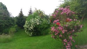 een tuin met roze bloemen in een groen veld bij Giesis Wohlfühloase in Döbeln