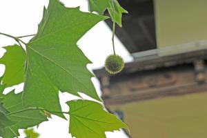 una foglia verde con un durian appeso ad esso di Pension Olympia a Oetz