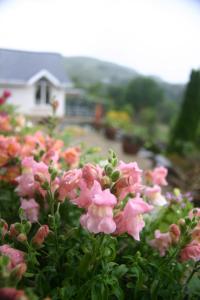 Vrt pred nastanitvijo Wicklow Way Lodge