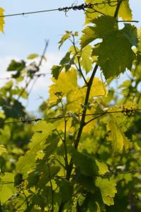 a bunch of yellow leaves on a fence at Coup 2 Foudres in Saint-Jean-de-Blaignac