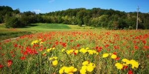 ein Feld voller bunter Blumen auf einem Feld in der Unterkunft Park Hotel Salice Terme - OltrePò Pavese - in Salice Terme