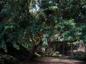 um grupo de árvores com uma ponte ao fundo em Cinnamon Boutique Guest House em Wilderness