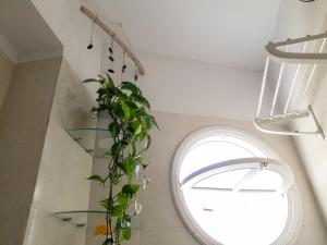 a plant in a room with a window at Casa de Amig@s en Santa Cruz de la Palma in Santa Cruz de la Palma +40 photos