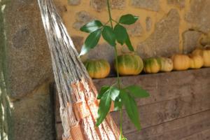 a plant hanging from a wooden pole with pumpkins on a shelf at Casas da Azenha do Rio in Barreiros