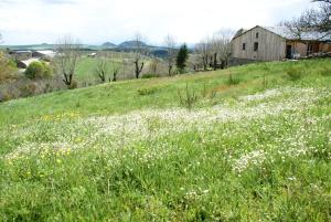 un champ de fleurs blanches devant une grange dans l'établissement Gites La Boletiere, à Saint-Étienne-du-Valdonnez