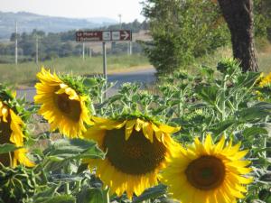 a group of sunflowers on the side of a road at Le More E I Gelsomini in Villastrada